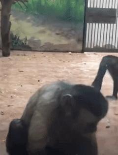 鎾炶劯鏂硅劯鐚村瓙鐨勫コ缃戠孩,鏂硅劯鐚村瓙妯′豢浜虹殑琛ㄦ儏