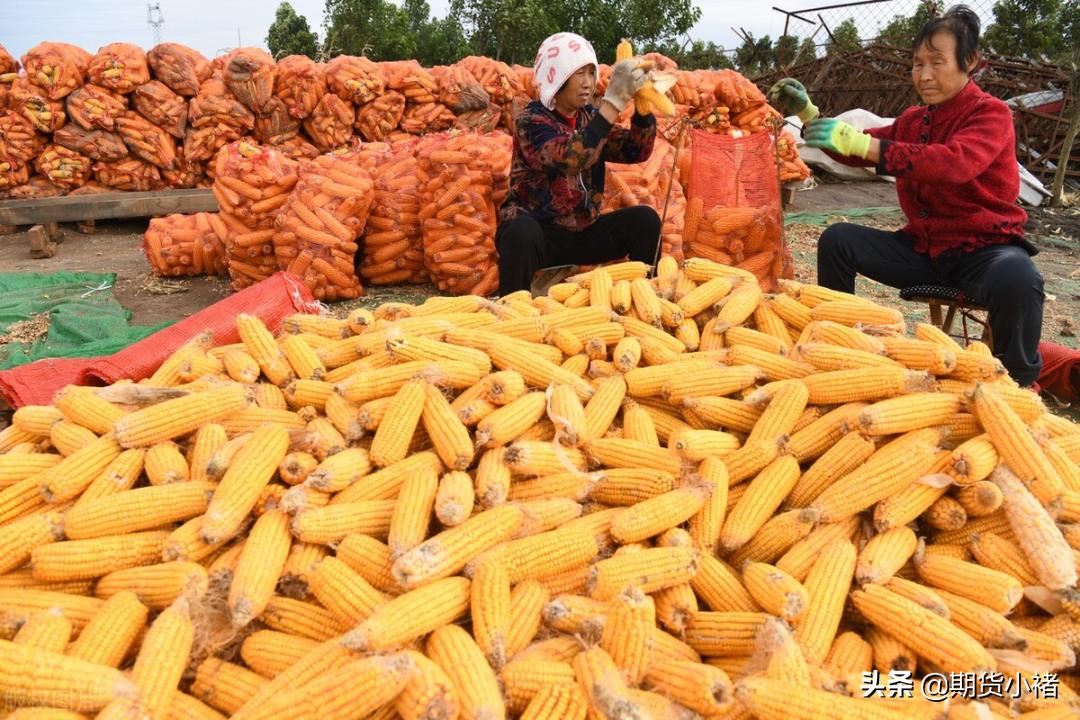 玉米期货供需最新消息,玉米价格再次掀起高潮