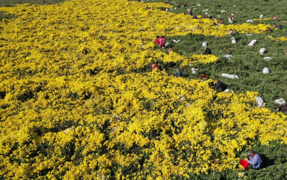 爱喝菊花茶但是菊花寒凉怎么解决,爱喝茶的六大妙法