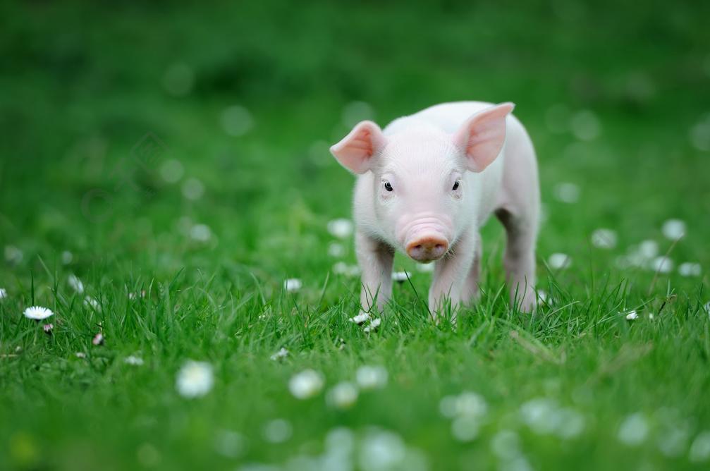 你以为猪很笨？其实它比狗还聪明，比人还有情感！