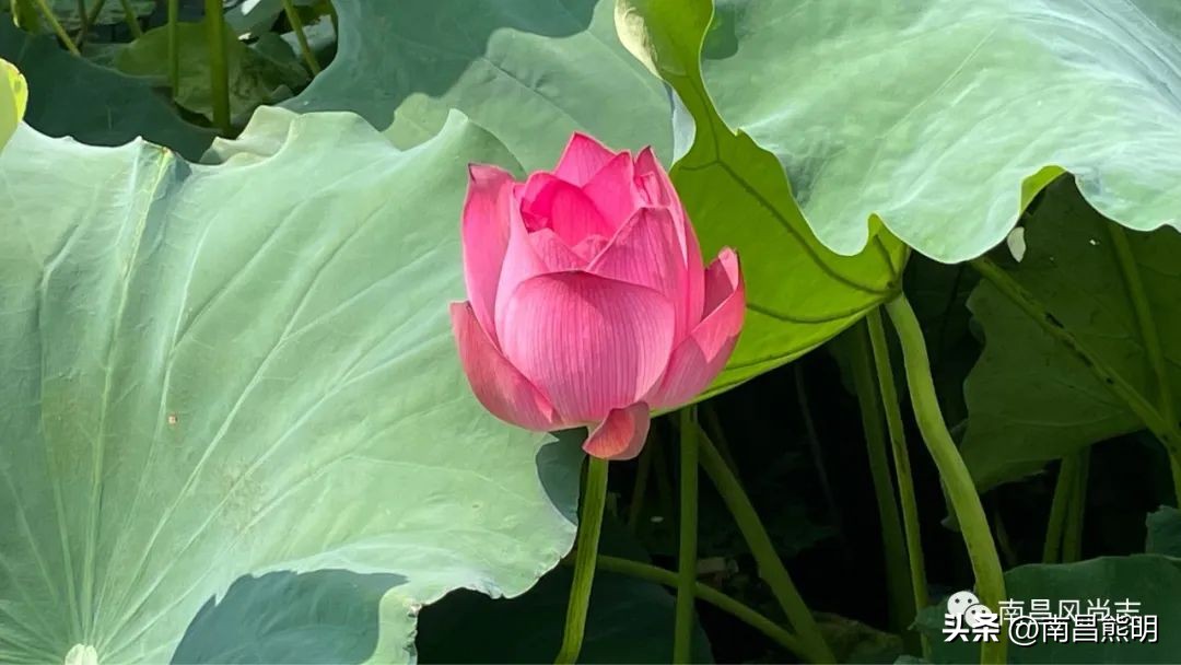 南昌狗颈里传奇：刀光剑影求生藏龙卧虎展神功