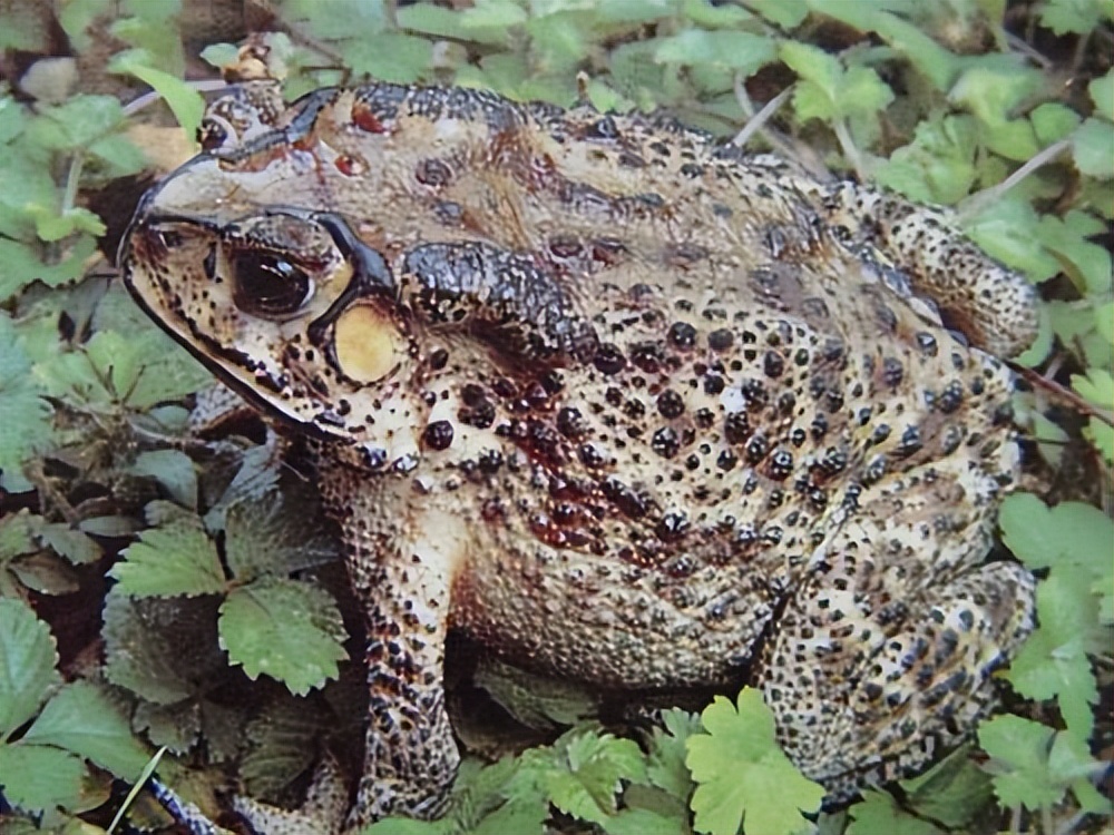 疫情放开后干什么能挣钱,疫情放开后有什么赚钱