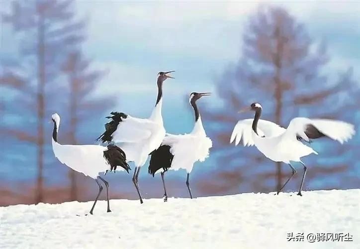 疫情下旅游人的悲催生活,疫情当下为何还在坚持旅游