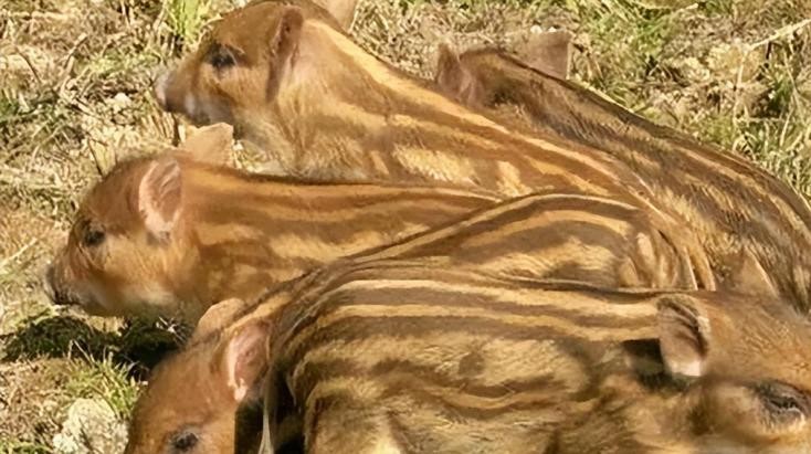 母猪生豹纹猪仔,母猪生下豹纹怪猪