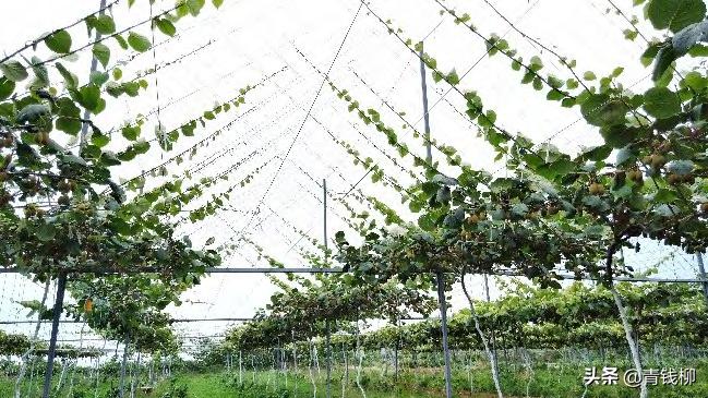 即食猕猴桃的缺点,猕猴桃为何不能即食