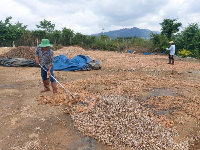 微生物喂养对虾,水产养殖微生物怎么用