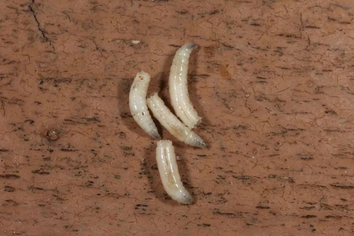 活蛆的另类妙用?一战时用蛆清创,几百条蛆曾挽救即将截肢的病患