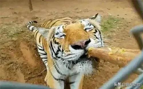 英国老虎大战美洲狮,英国足球队vs美国