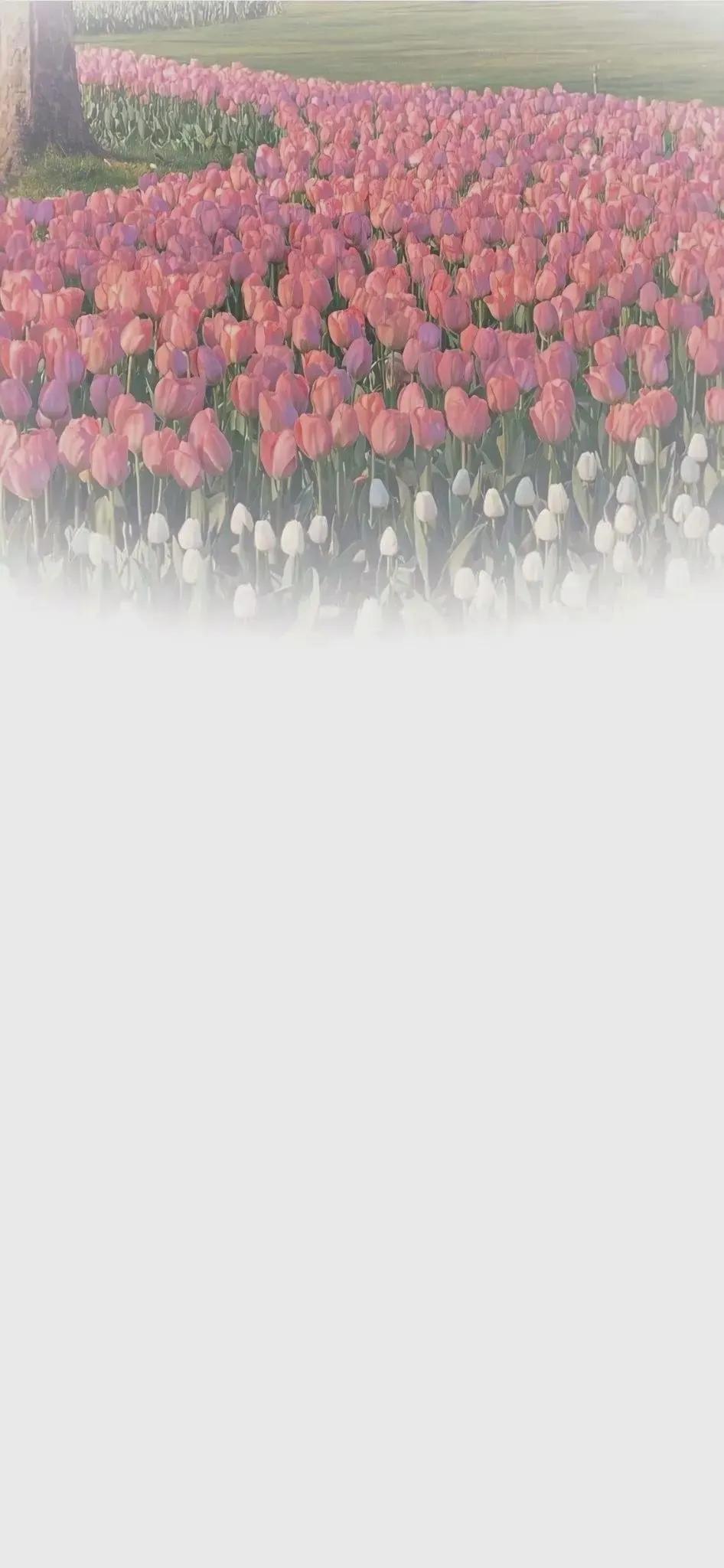 渐变晕染聊天背景图,渐变式聊天背景图