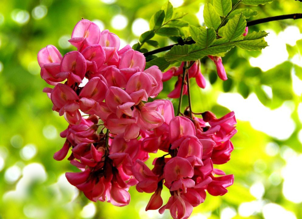 写槐花美的诗句,描写槐花清新淡雅香气四溢的诗句