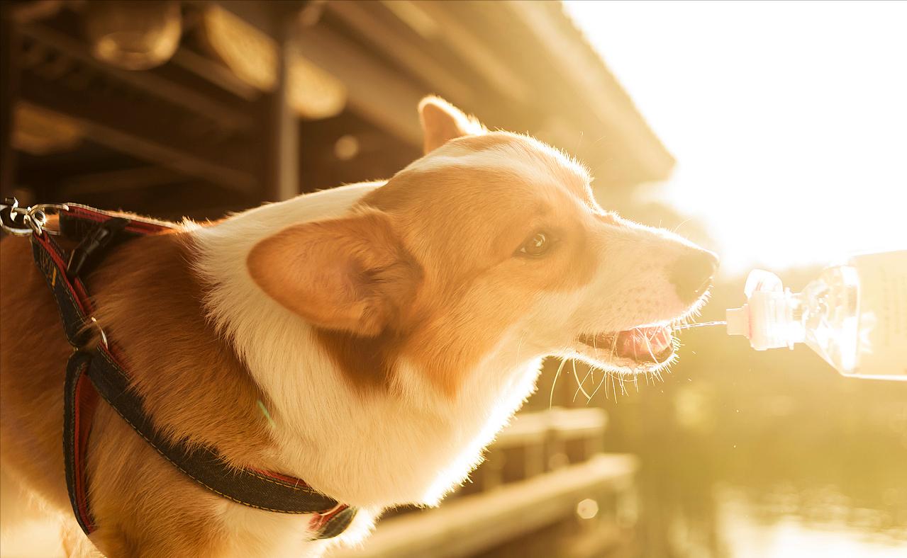 养柯基须知新手必看,养柯基需要戒掉哪些事情