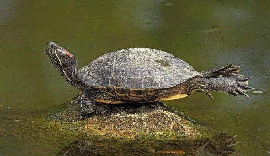 用棉布给乌龟冬眠的好处,乌龟冬眠用椰土的好处和坏处