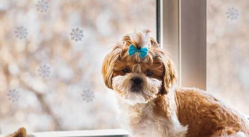 小狗对主人呜呜是什么意思,狗低声呜呜叫是什么意思