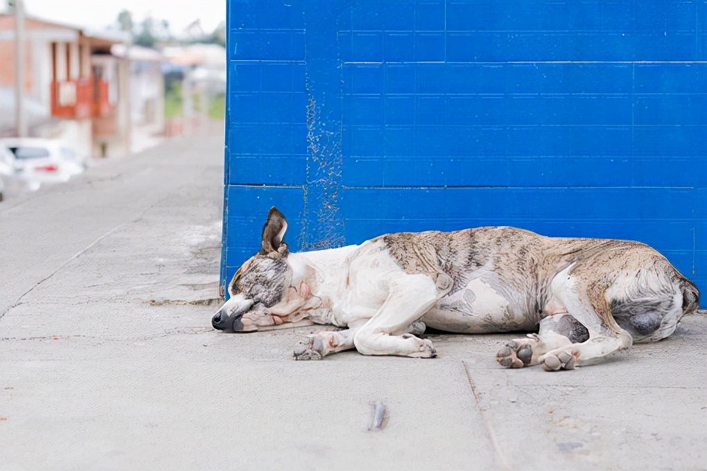 狗狗跛行,狗狗前脚跪地跛行