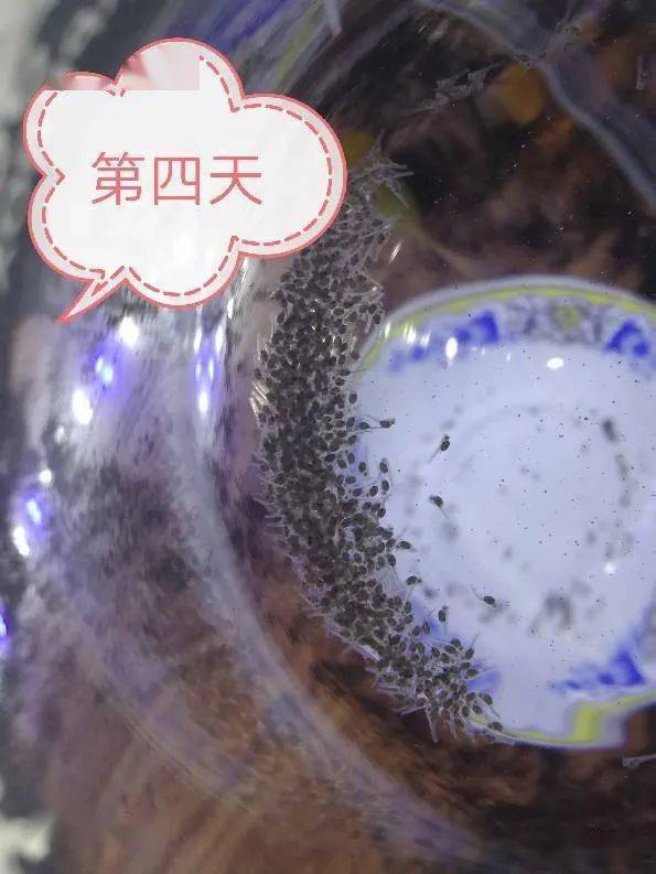 金波子一般熟悉环境多久开始繁殖,繁殖金波子用多大缸