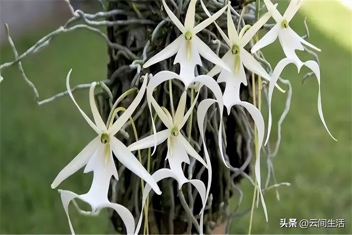 世界上最贵的花十五一斤,世界上最贵的花完整版