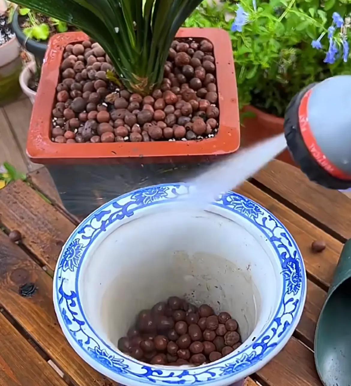 春季换盆的正确方法,春天养5种花别用大花盆