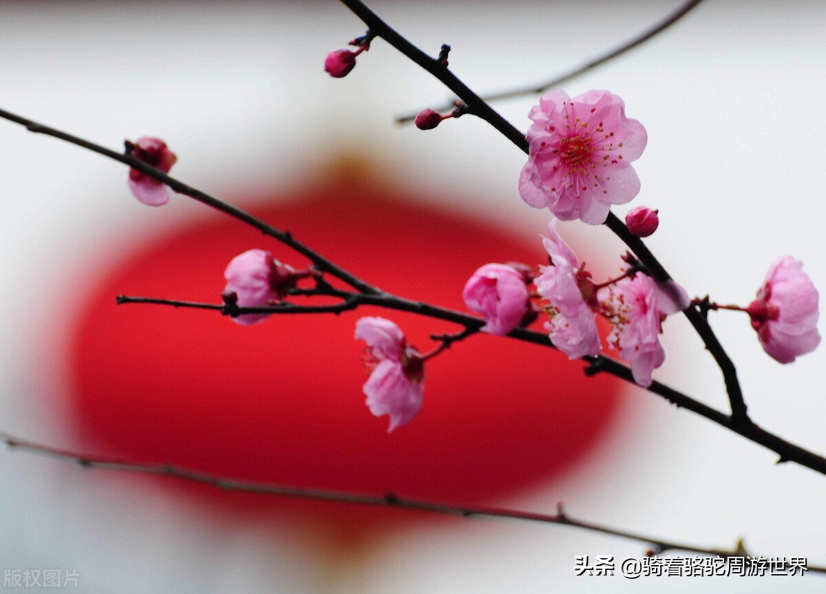 郑州满庭芳烩面和满芳庭区别,郑州满芳庭羊肉汤