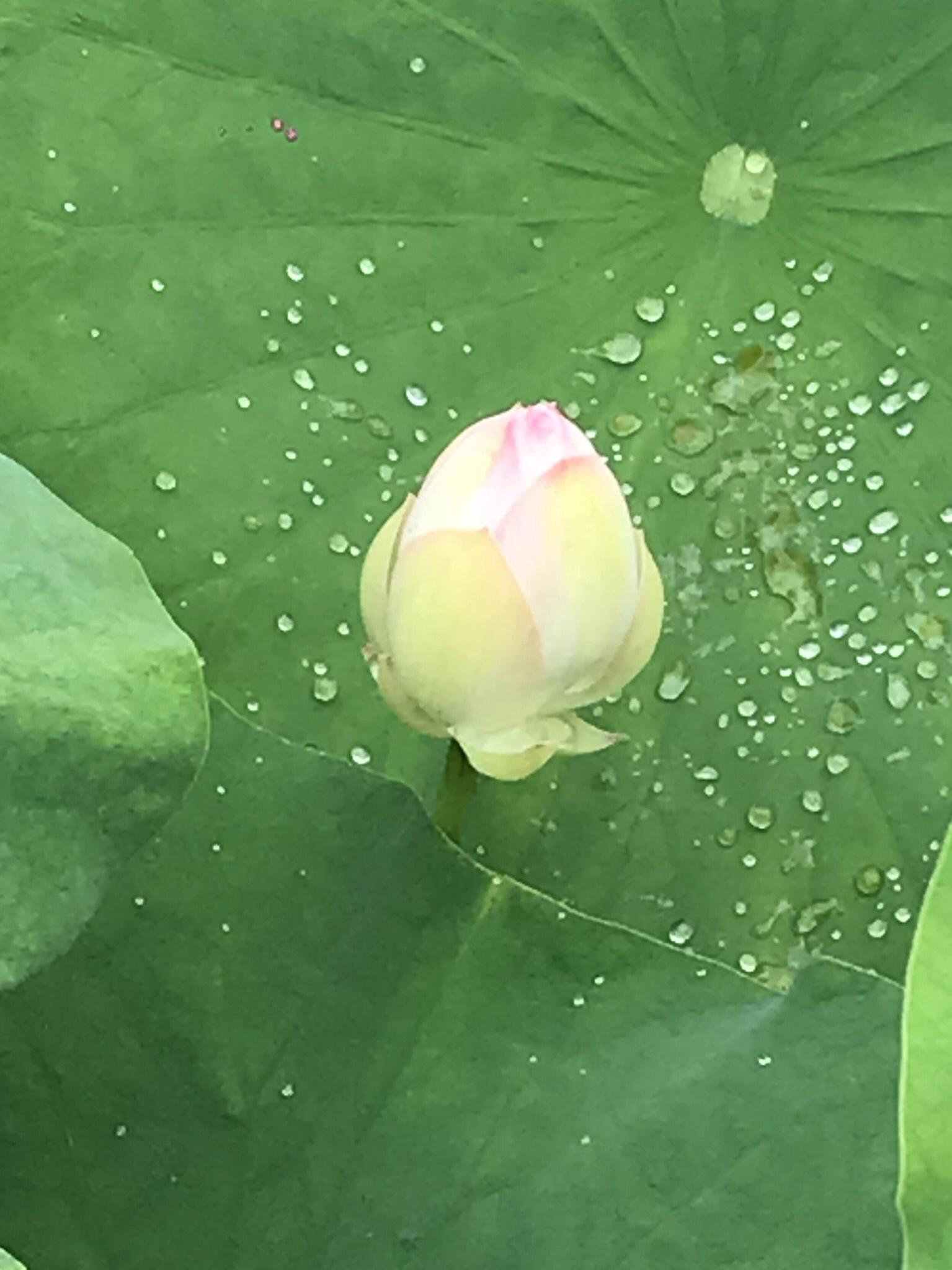 烈日炎炎赏荷花清凉一夏,京郊赏荷领略夏日之美