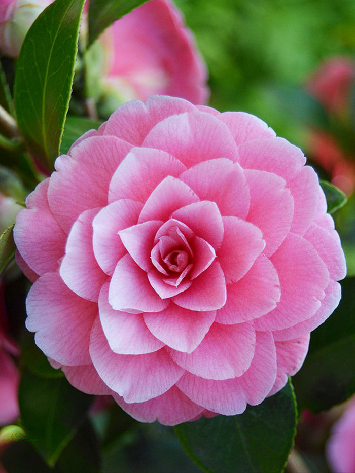 适合春季赏花的花,视觉盛宴五种赏花名花供您选择