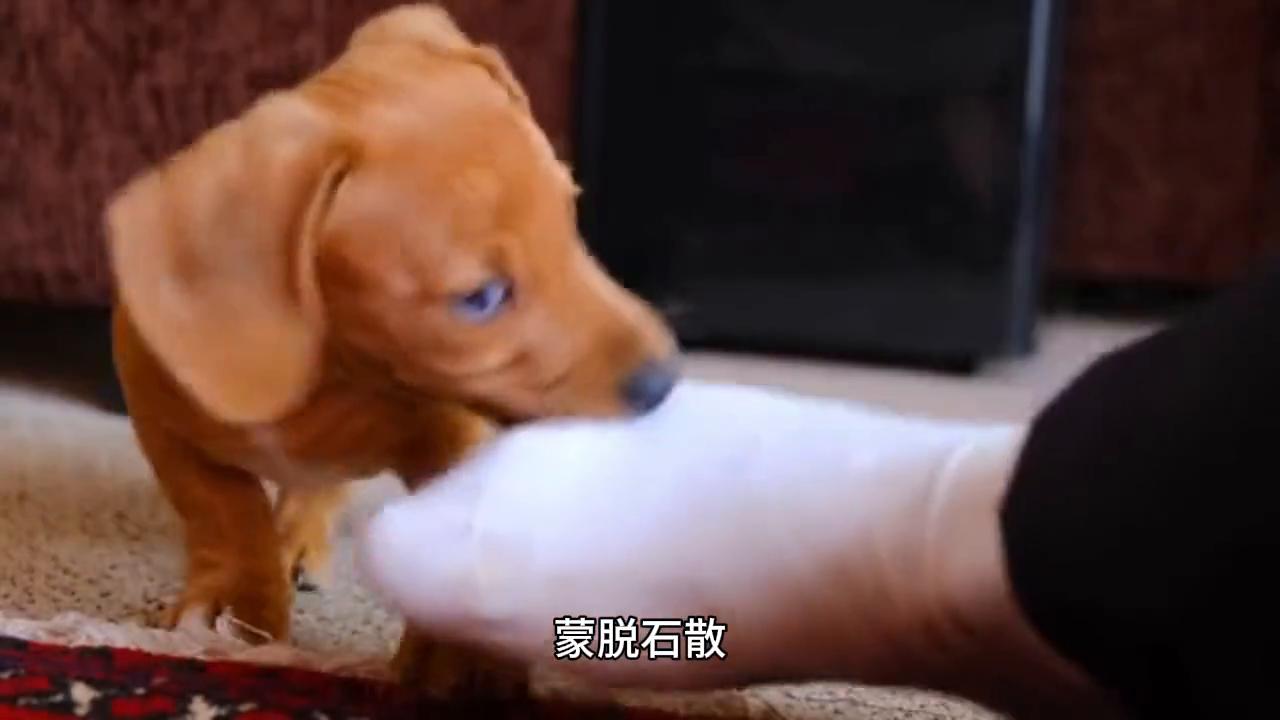 80种常见疾病的联合用药方案,宠物狗的疾病有哪些怎么治疗