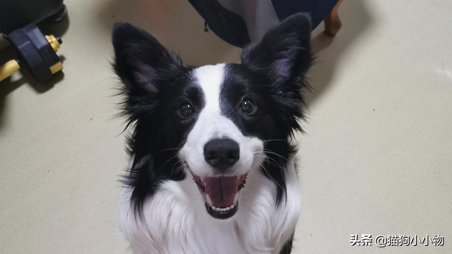 怎么挑选一只凶猛又护主人的狗,怎样挑选一只聪明又听话的狗