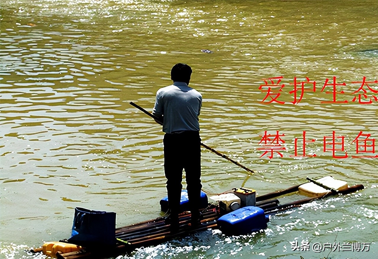 电鱼不小心被电了有危害吗,电鱼对人的危害大吗