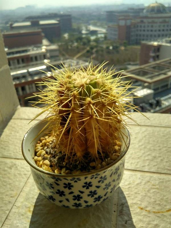 智能种植机更懂“花”心，植物可以“傻瓜”式栽培