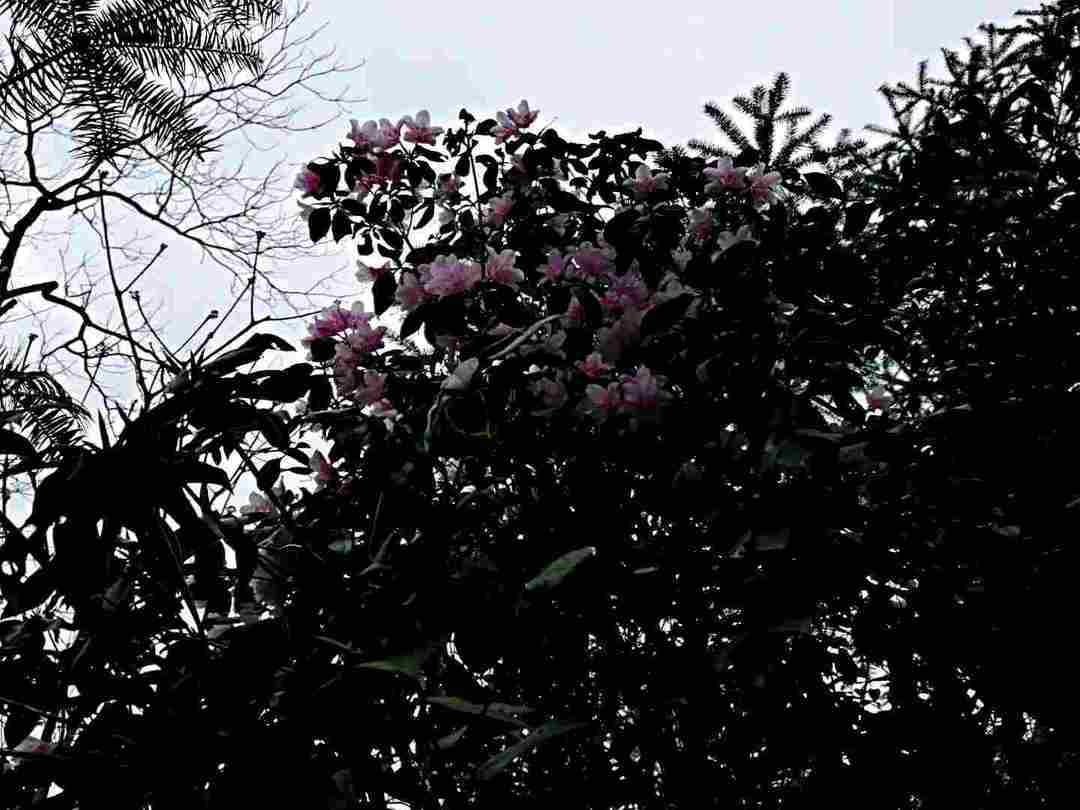 漫山的野花开了，可以回村看看了