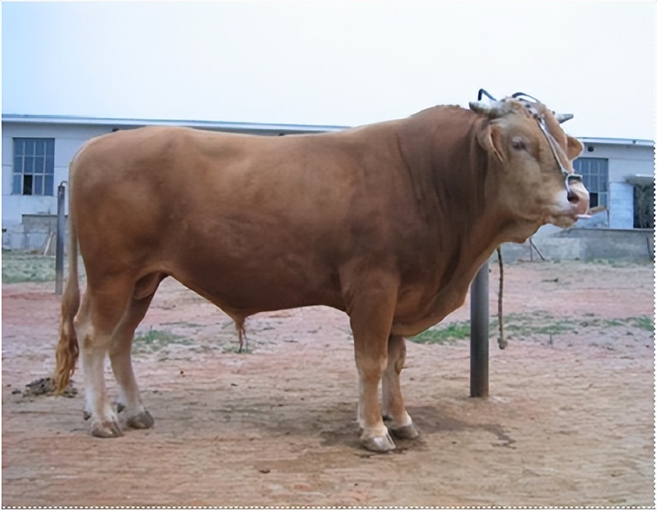 肉牛哪个品种好养长得快的,现在的肉牛什么品种比较好养