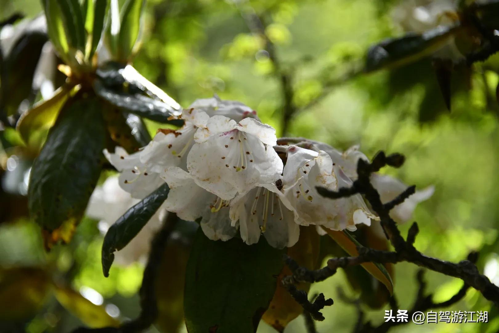 木格措游玩,游玩木格措景区要多长时间