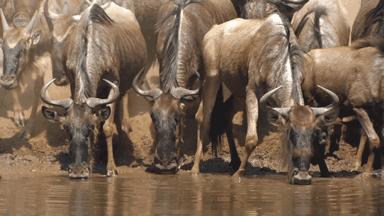 非洲公象在河边喝水，愣头青鳄鱼趁机一口咬住象鼻，大象痛苦吼叫
