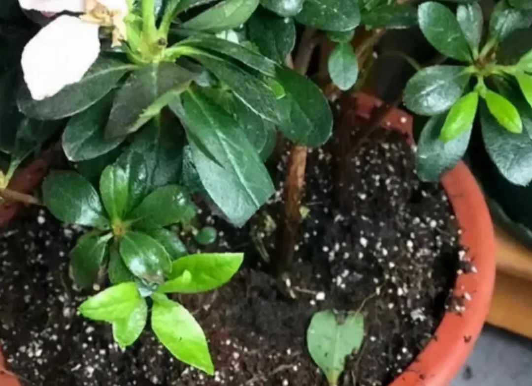 盆土严重板结怎么换土,盆土板结了不换盆怎么办