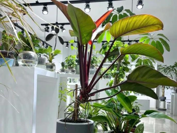 吸甲醛净化空气室内适合植物排名,吸甲醛空气净化器绿植