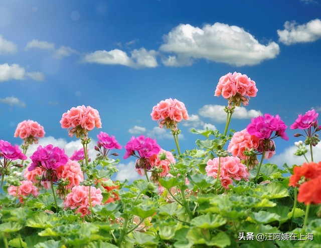 二妹是住家保姆，我是钟点工，我们没有考证书，但我们还是能赚钱