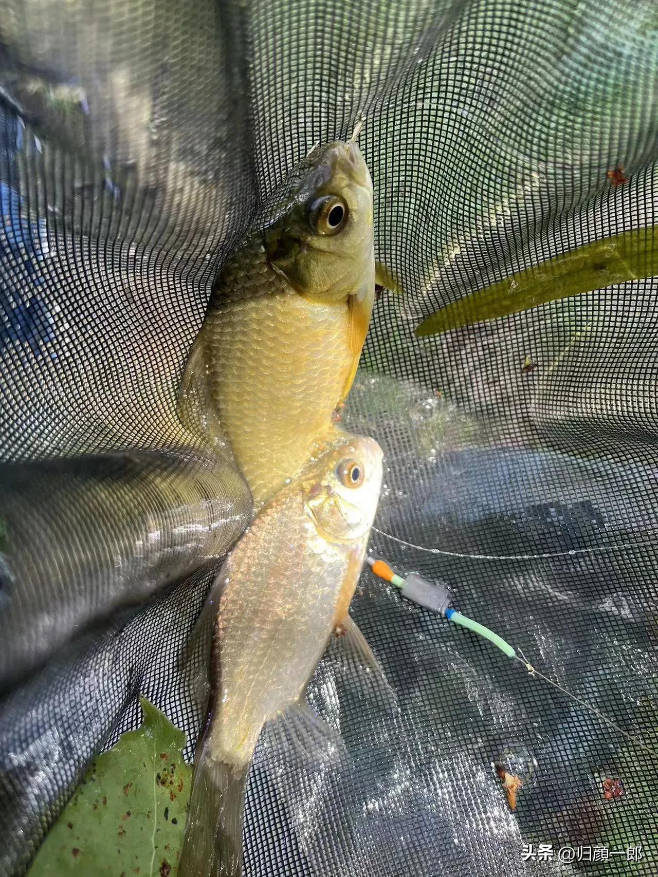 一级竞钓大师是怎么来的,八个特级竞钓大师的技术特点