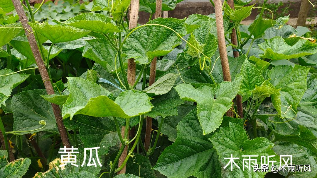 黄瓜只开花长藤不结果是怎么回事,黄瓜为什么不开花就结果了