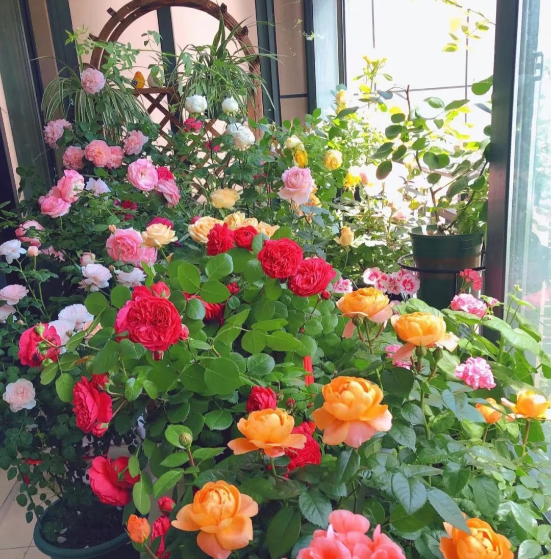 100个阳台养什么花好,100种阳台养的花草