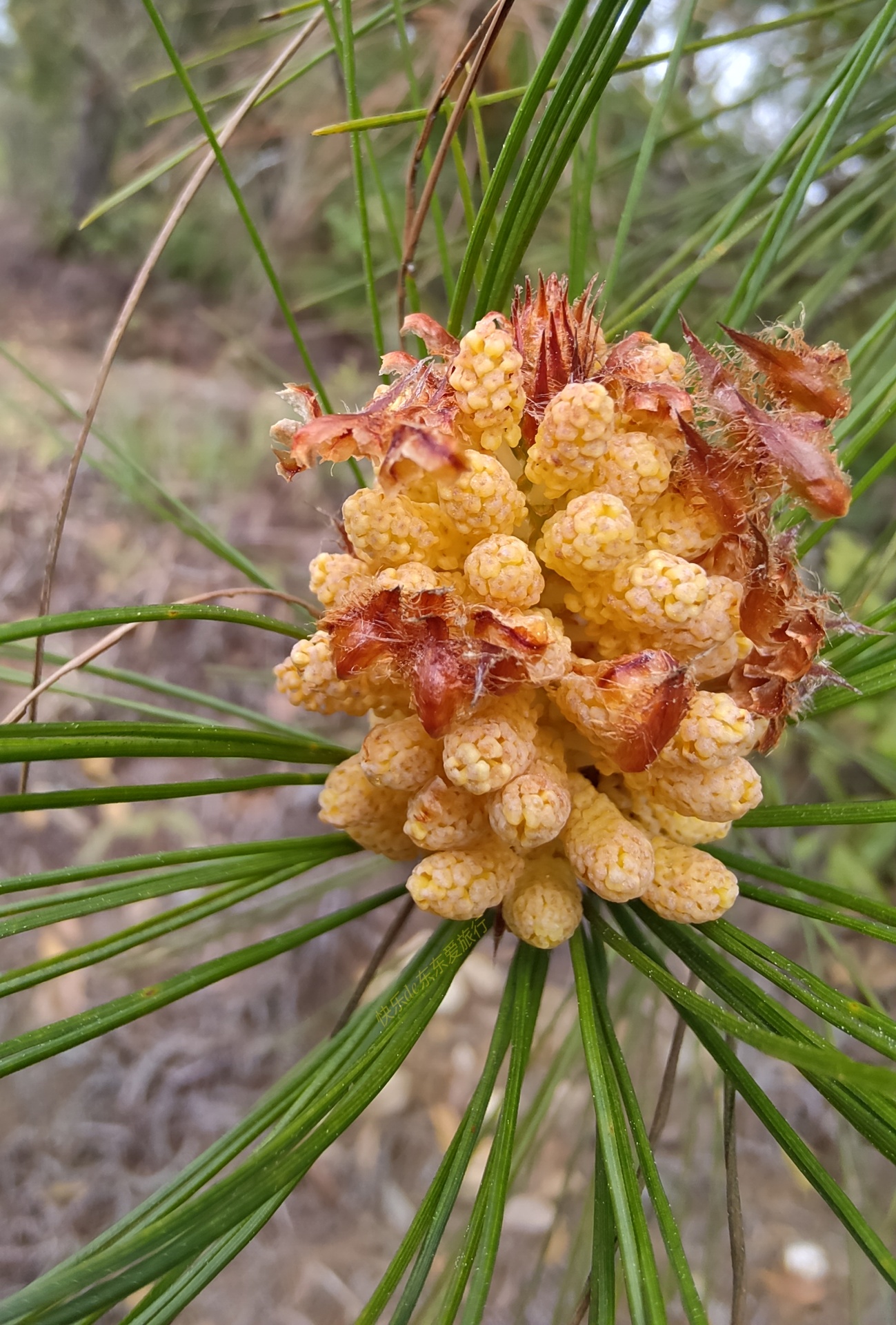 大家纷纷出去赏樱花，我却和老婆偷偷去山里看松树花，收获如何？