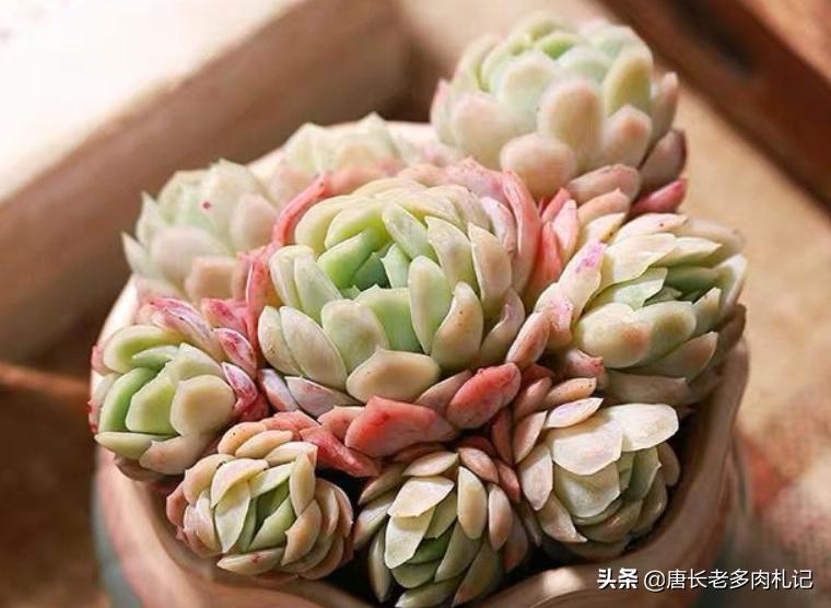 冰梅和贝瑞冬季怎么养小技巧图文,多肉贝瑞怎么度夏