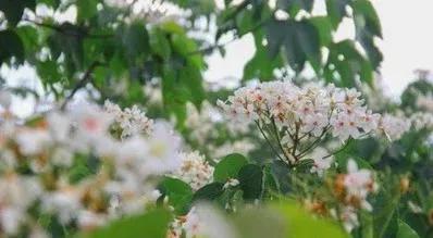 油桐：人间“五月雪”，抗日英雄今记否？