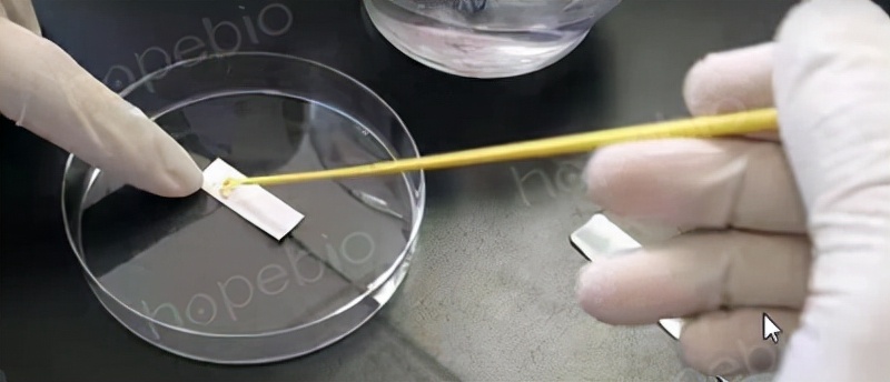 氧化酶试验的原理及意义,氧化酶试验的操作方法