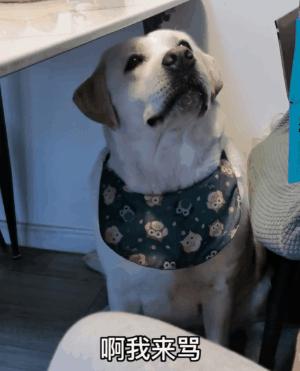 狗狗睡觉突然尖叫前腿不停的动,狗狗睡觉突然吓一跳