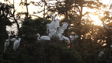 哪里能买到佳能rf800mmf5.6定焦镜头,佳能rf600与佳能rf800mm对比图