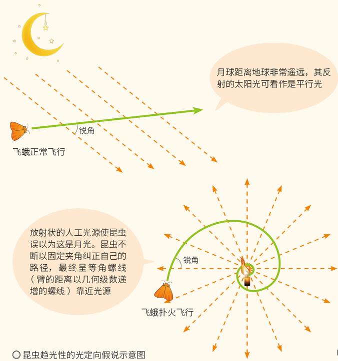 昆虫为什么喜欢紫光灯,夜晚用灯诱昆虫