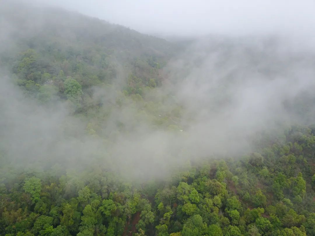 云南的古树白茶哪个品牌好,古树白茶8g价格