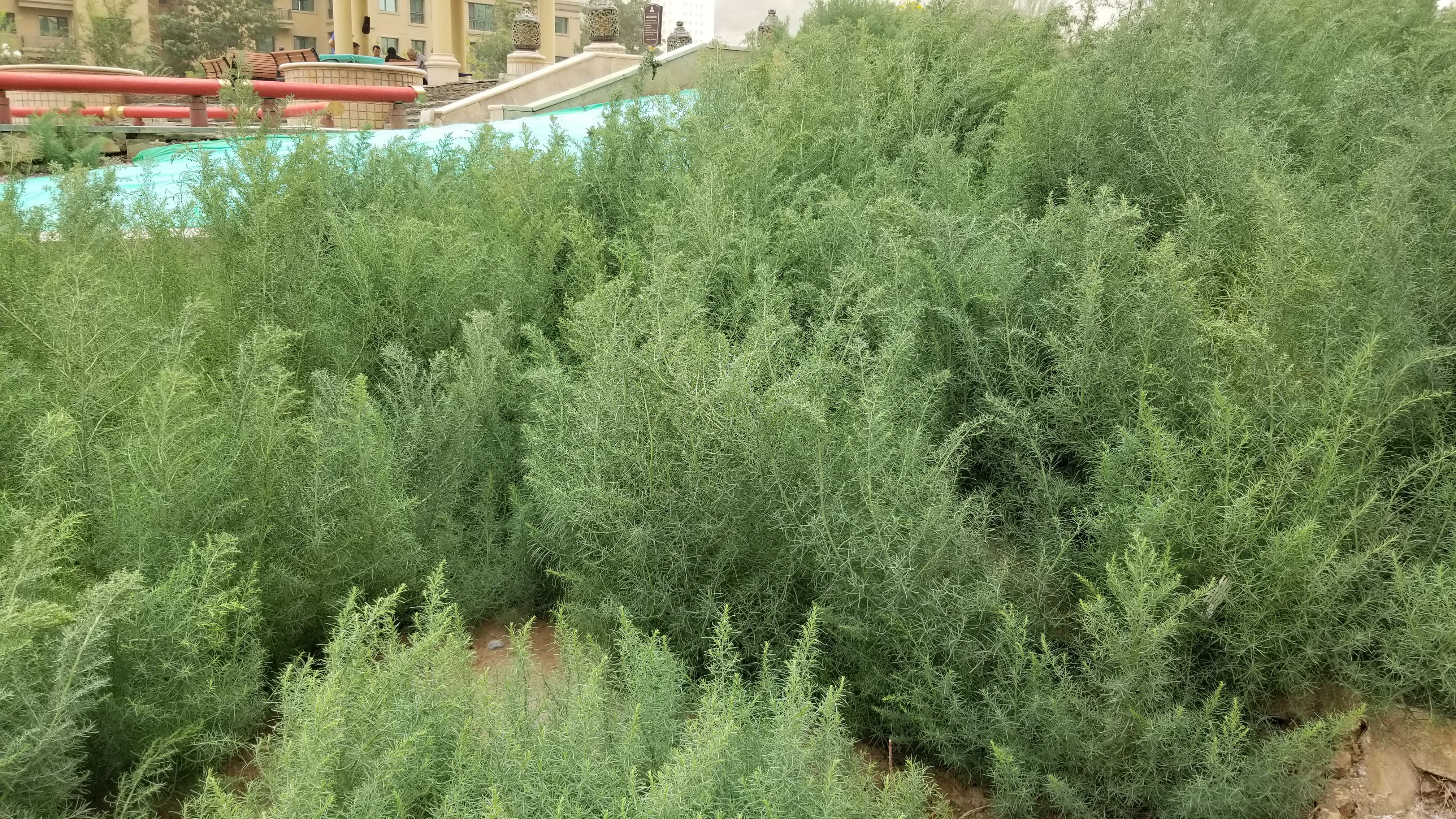 碱蓬俗称什么,植物碱蓬