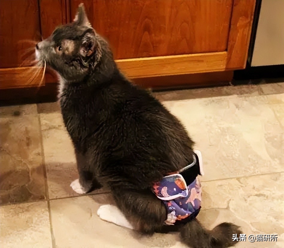 猫咪睡着了总尿床是怎么回事,猫咪总是尿床怎么办已绝育