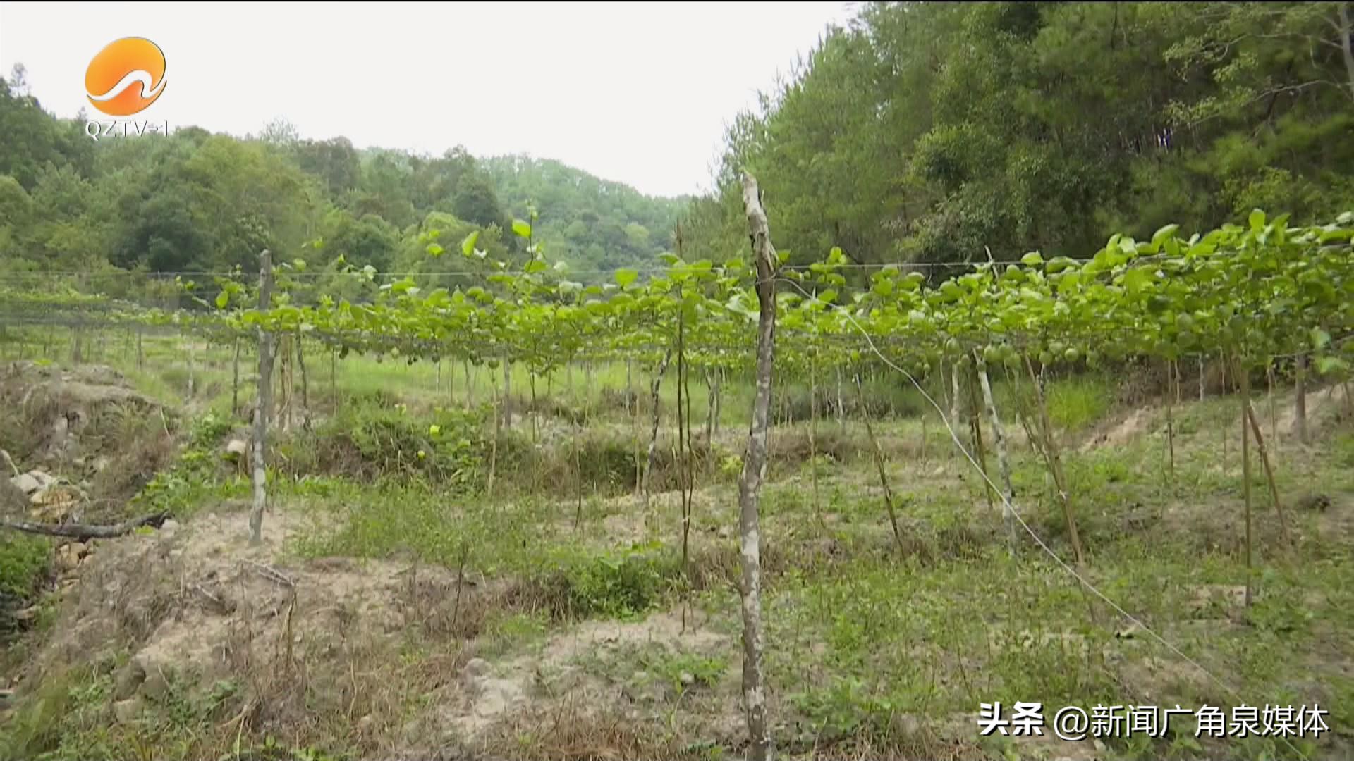 黄金百香果现摘大果,德化葛坑黄金百香果