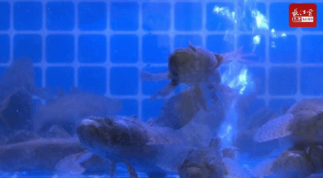 长江土著鱼有哪些,长江土著鱼